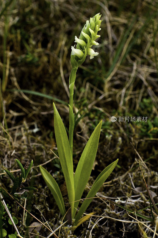 连帽女士的头发，连帽女士的头发，Spiranthes romanzoffiana, Ingot岛，威廉王子湾，Chugach国家森林，阿拉斯加。兰科。